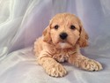 Female Cockapoo Puppy for sale #23 DOB February 26th, 2013|Short drive from Illinois and Wisconsin.